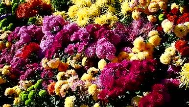 五颜六色花朵实拍视频视频的预览图